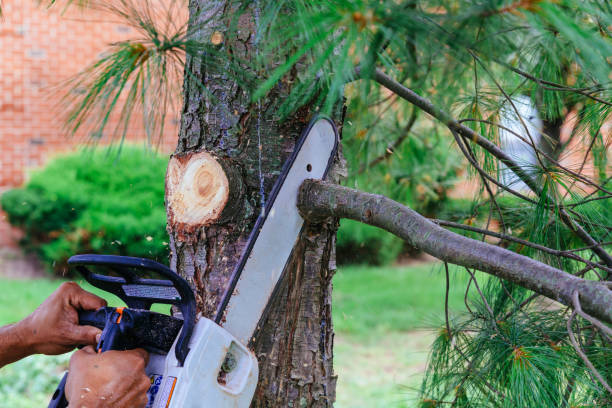 How Our Tree Care Process Works  in Lovettsville, VA